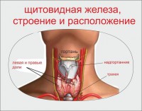 Как Делают Узи Щитовидной Железы Фото